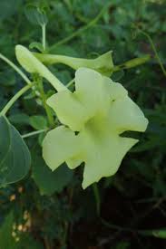 Image result for Holubia