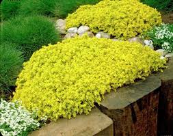 Pflanzen Fur Steingarten Welche Eignen Sich Fur Sonnige Platze Steingarten Pflanzen Steingarten Garten Pflanzen