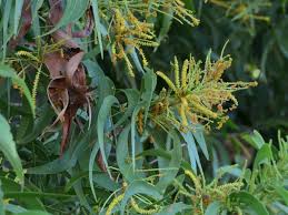 Image result for Acacia auriculiformis
