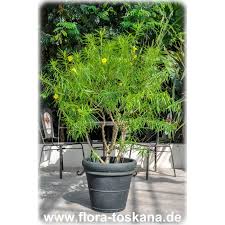 Image result for Cascabela thevetia