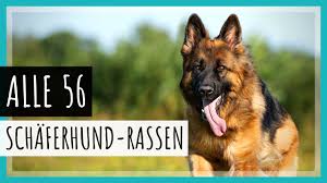 Der belgische schäferhund (malinois/mechelaar, laekenois. Alle 56 Schaferhund Rassen Mit Bildern 2021 Shorts Youtube