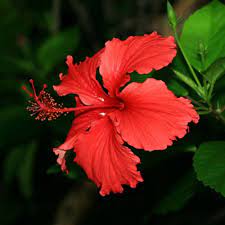 Pin On Hibiscus Plants And Seeds