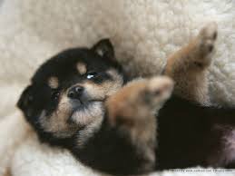 Black And Tan Shiba Inu Dachshund Mix The 30 Most Shiba Inu Things That Have Ever Happened In The History Of Shiba Inus Cute Baby Dogs Cute Dogs Puppy Dog Pictures