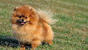 Pomeranian Boo Egitimi Ve Ozellikleri Pet Okulu