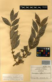 Image result for Cremaspora triflora