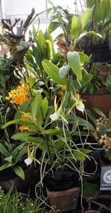 Image result for Angraecum infundibulare