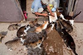 Bu Adada Insandan Cok Kedi Yasiyor N Olmus