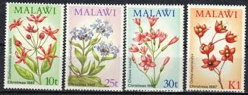 Image result for Stathmostelma