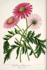 Gerbera Print Flower Wall Art Print Pink Flower Decor Botanical Illustration Garden Flower Poster Antique Book Plate Print Flower Art Flower Prints Art Flower Art Botanical Prints