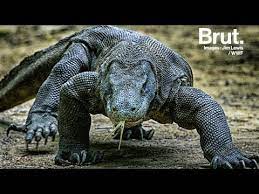 On classe parfois le dragon de komodo — un varan géant d'indonésie et le plus grand lézard actuel — comme venimeux, car sa salive, contenant des bactéries pathogènes, est toxique. Dragon De Komodo Le Plus Gros Lezard Au Monde Youtube