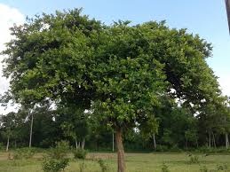 Image result for Antidesma