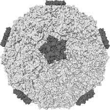 Human rhinovirus a, human rhinovirus b, unclassified rhinoviruses. Datei Rhinovirus Png Wikipedia