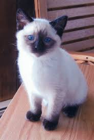 But it is one of the few. Are Siamese Cat Hypoallergenic British Shorthair