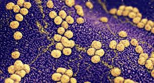 Image result for Staphylococcus