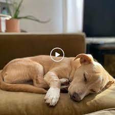 Funny Dogs Funny Animals Funny Dog Try Not To Laugh Funny Puppies Cute Dogs And Cats Cute Puppies Cute F Cute Animal Pictures Cute Cats And Dogs Animals