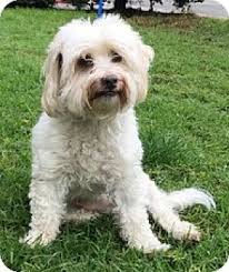 Dale Laughlin (laughlindale)