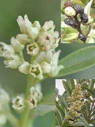 Image result for Ozoroa