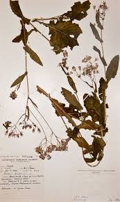 Image result for Senecio purpureus