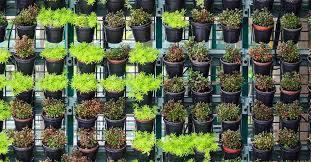 zelf een verticale tuin plantenmuur maken buitenlevengevoel nl verticale tuin verticale tuinen tuin