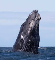 Humpback whales the heads of humpback whales are broad and rounded when viewed from above, but slim in profile. Australia S Humpback Whales Faunographic