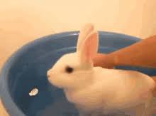 Wow dodo cleaning baby rabbit face when take bath, dodo love rabbit so much please enjoy with my monkey dodo. Bunny In Bath Gifs Tenor