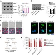 Maybe you would like to learn more about one of these? Bmal1 Coordinates Energy Metabolism And Differentiation Of Pluripotent Stem Cells Life Science Alliance