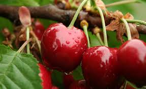 Bu zaman dilimlerinde hava şartları normalden farklı olursa meyveler zarar görebilir. Turk Kirazi Bodur Ve Yaribodur Kiraz Yetistiriciligi