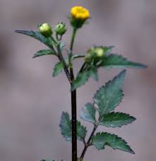 Image result for Bidens biternata