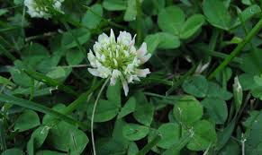 During monsoons, it turns into a provoking undertaking to dispose of this revile and save our plants or nursery. Control Options For Common Minnesota Lawn And Landscape Weeds University Of Minnesota Extension