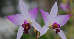 Image result for Chlorophytum anceps