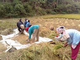 Sederhananya, pengertian kegiatan ekonomi adalah segala aktivitas yang dilakukan oleh. Perjalanan Perekonomian Masyarakat Desa