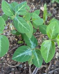 Image result for Desmodium uncinatum