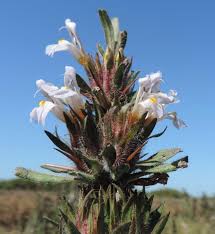 Image result for Hygrophila schulli