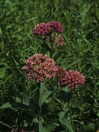 Asclepias Purpurascens Purple Milkweed Npin