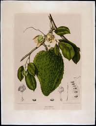 Image result for Annona muricata