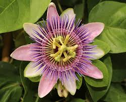 Image result for Passiflora edulis