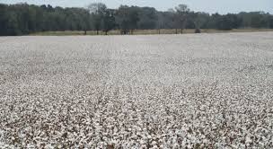 Defoliating Cotton to Create Florida's Snowy Fields | Panhandle Agriculture