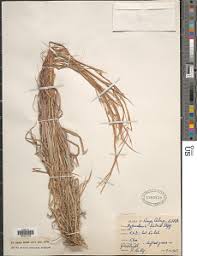 Image result for Hyparrhenia gazensis