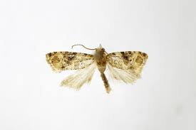 Image result for Lobesia botrana grapevine