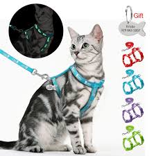 Pin On Cats