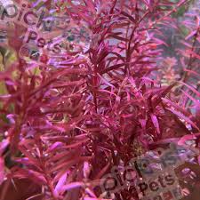 Image result for Rotala filiformis