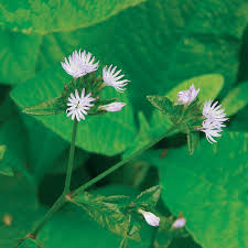 Image result for Elephantopus