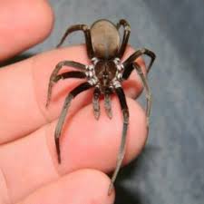 Spiders In Arkansas Species Pictures