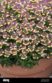 Image result for Nemesia lilacina