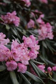 Rhododendron Metternichii Gardening Blog 99roots Com Botanischer Garten Garten Pflanzen