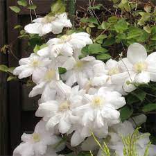 Check spelling or type a new query. Clematis Madame Le Coultre Marie Boisselot Friedrich M Westphal Clematiskulturen