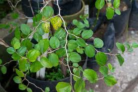 Kenapa tanam pokok apple bidara 1. Cara Olah Daun Bidara Agar Tidak Sepat Beserta Tips Pilih Daun Bidara