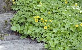 Bodendecker Erfolgreich Pflanzen Bodendecker Pflanzen Bepflanzung