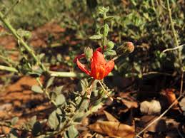 Image result for Kalaharia uncinata