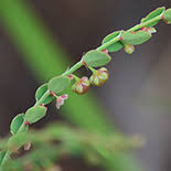 Image result for Phyllanthus parvulus